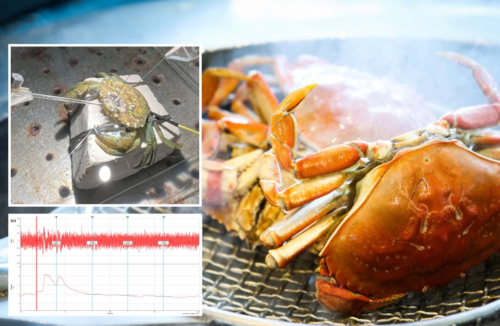 How about me! Crabs can feel pain when boiled and slaughtered for food preparation: study